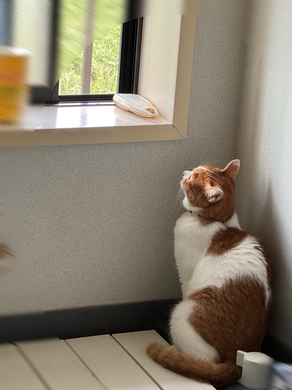 電線に止まる鳥を眺める