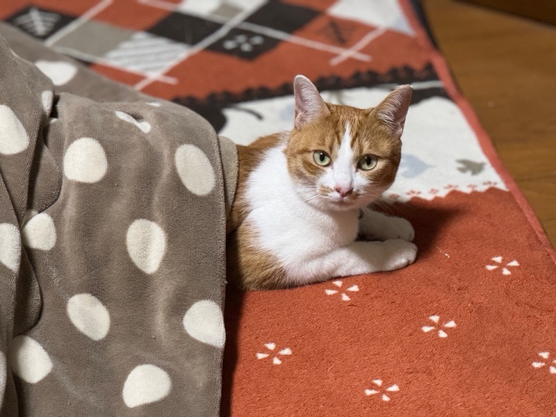 こたつにお尻だけ入れてる飼い猫の“チヨ”